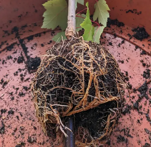 seperted air layer of red maple with root mass