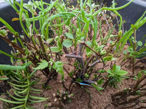 cuttings in leaf planted in coarse sand