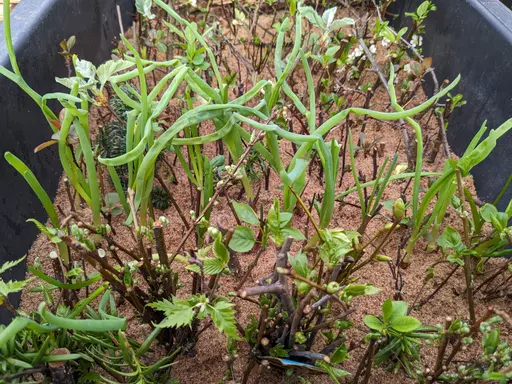 cuttings in leaf planted in coarse sand