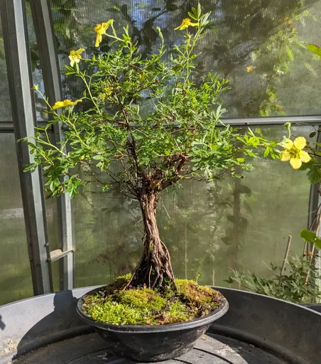 Shrubby cinquefoil bonsai flowering