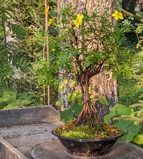 Shurbby cinquefoil bonsai flowering