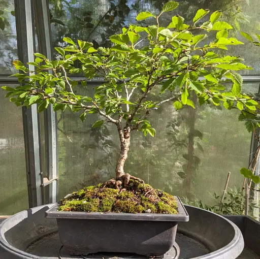 Fuji cherry bonsai in summer