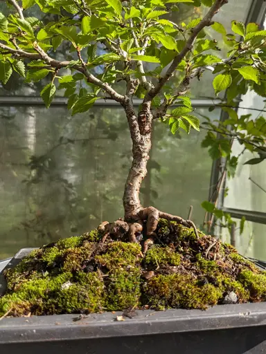 Fuji cherry bonsai in summer