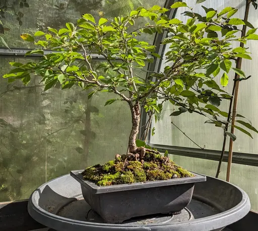 Fuji cherry bonsai in summer