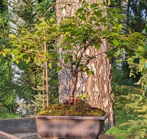 Fuji cherry bonsai in summer