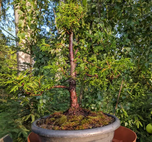 upright thuja bonsai