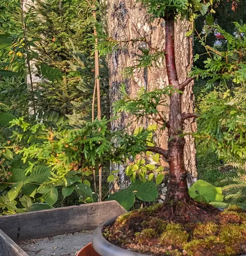 upright thuja bonsai