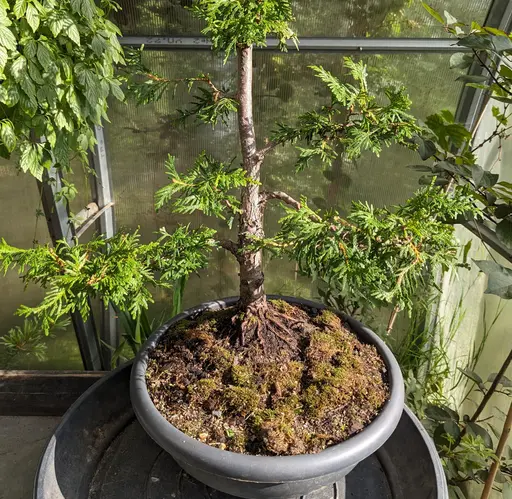 upright thuja bonsai