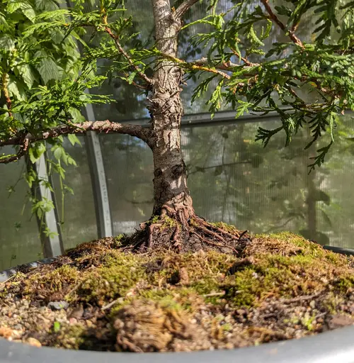 upright thuja bonsai