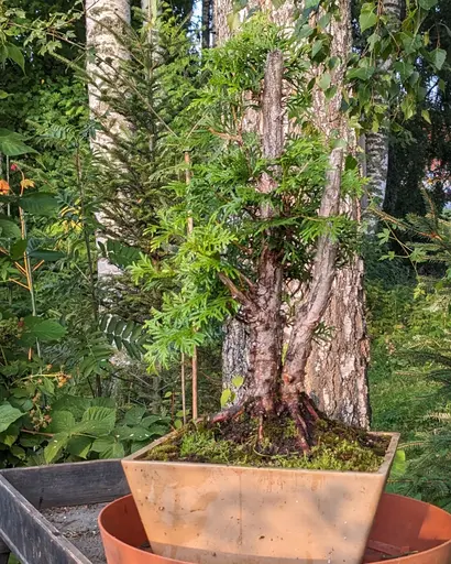 dual trunk thuja bonsai