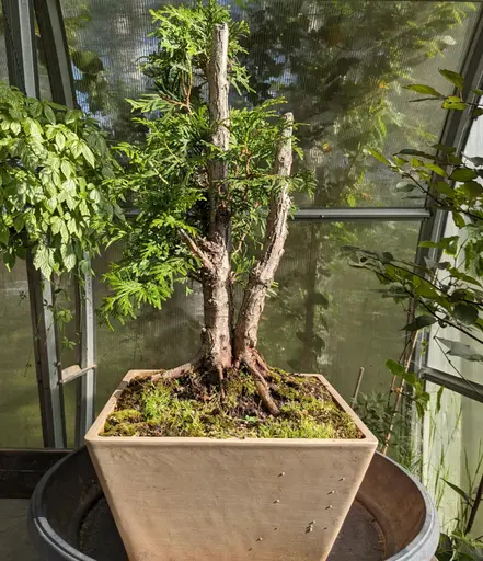 dual trunk thuja bonsai