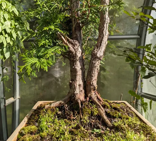 root base of dual trunk thuja bonsai