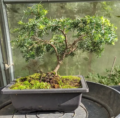 Dwarf canadian hemlock bonsai