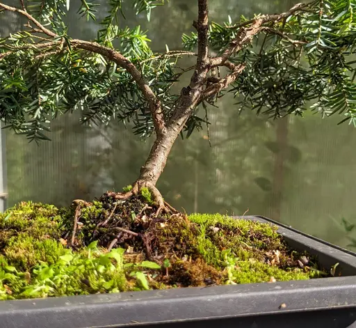 Dwarf canadian hemlock bonsai