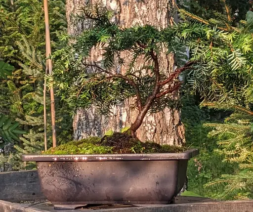 Dwarf canadian hemlock bonsai