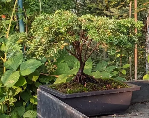 Dwarf canadian hemlock bonsai