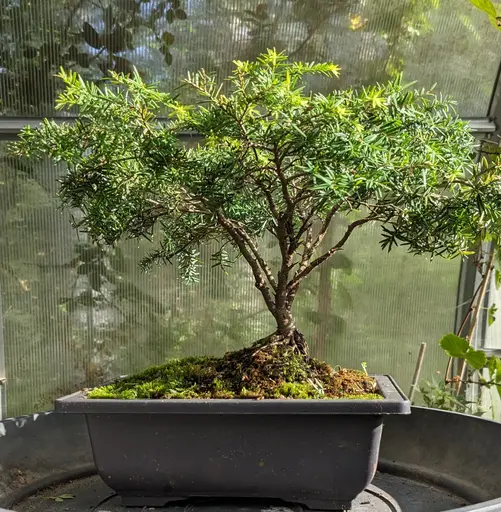 Dwarf canadian hemlock bonsai