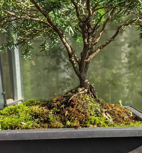 Dwarf canadian hemlock bonsai