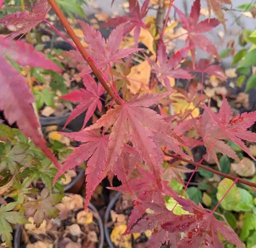 Japanese maple (mountain maple; momiji), Acer palmatum; Seedling, not a cultivar; 9 Oct 2023