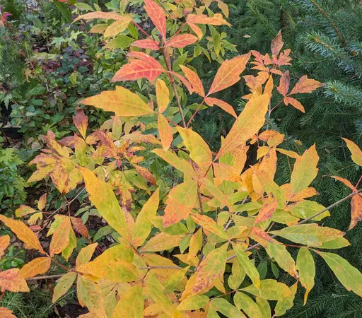 Three-flowered maple, Acer triflorum, 9 Oct 2023
