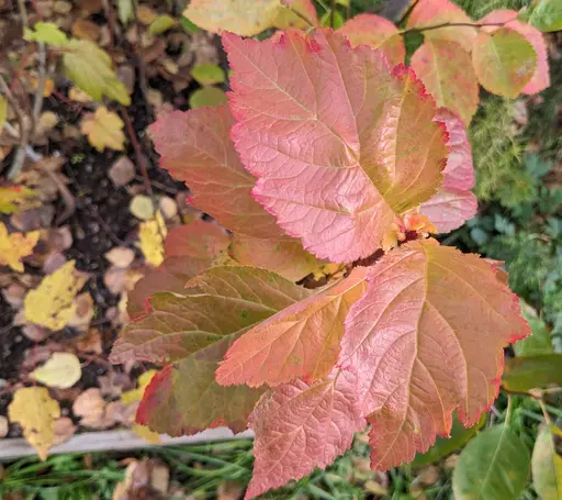 ovate leaves of Crataegus cholorosarca in brick red fall color