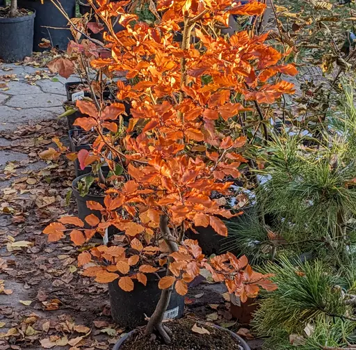 orange fall colors of Copper beech, Fagus sylvatica Atropurpurea