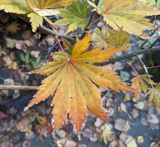 leaves of japanese maple cultivar Acer palmatum 'Ki-hachijo' in yellow fall color
