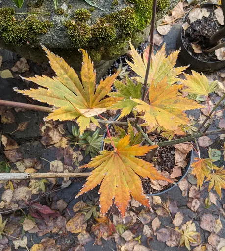 Japanese maple cultivar, Acer palmatum 'Ki hachijo', 13 Oct 2023