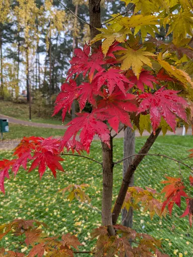 yellow and red seven-lobed leaves of Korean maple in fall