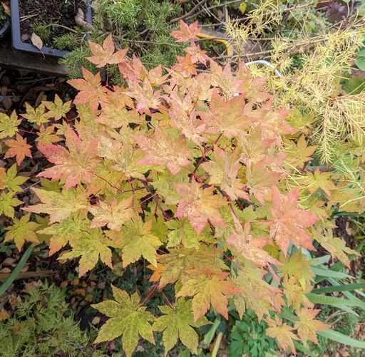 Unidentified Korean maple hybrid, Acer × pseudosieboldianum, 13 Oct 2023