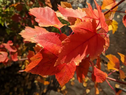 bright red color of red maple leaves in fall