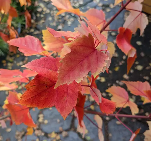 Red maple, Acer rubrum, 9 Oct 2023