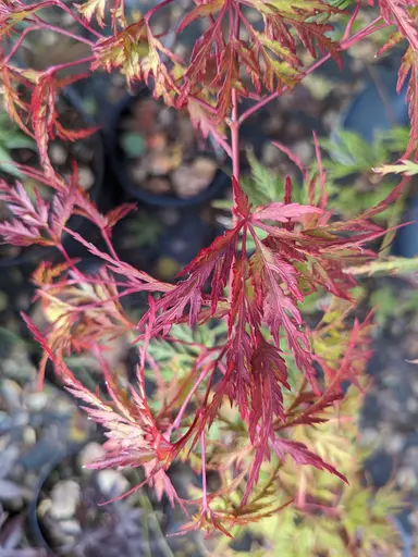 Japanese maple 'Seiryu', Acer palmatum, 13 Oct 2023