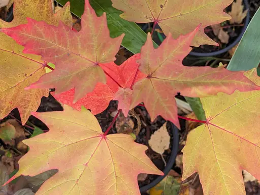 Sugar maple leaves in red, yellow and orange fall colors