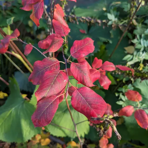 serviceberry glows in bright red fall colors