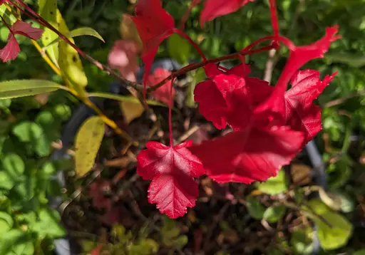 Amur maple leaves, red in fall