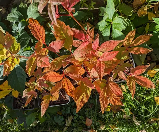 a mix of Acer triflorum and Acer mandshuricum seedlings in bright orange fall colors