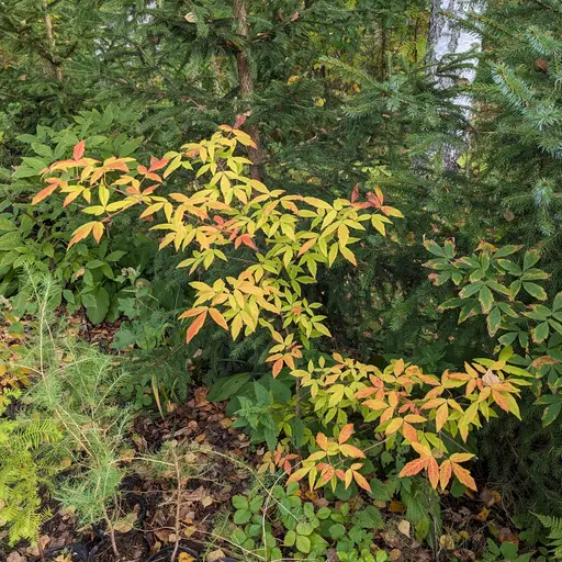 Young Three-flowered maple bonsai with red fall colors