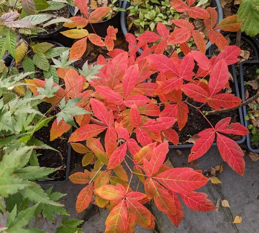 Young Three-flowered maple bonsai with red fall colors