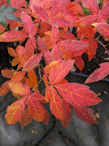 Three-flowered maple bonsai at its best fall colors of orange-red with yellow veining