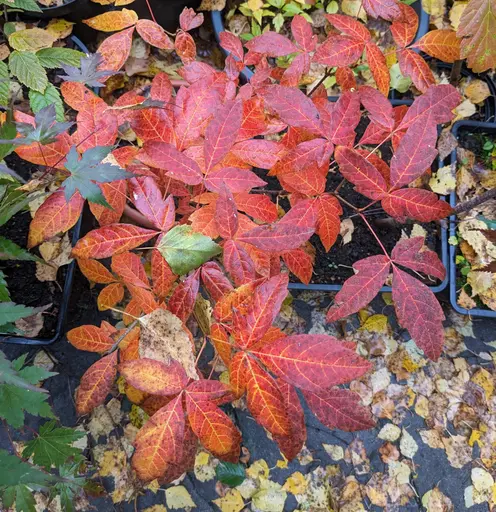 Three-flowered maple bonsai,leaves turning from red to brown