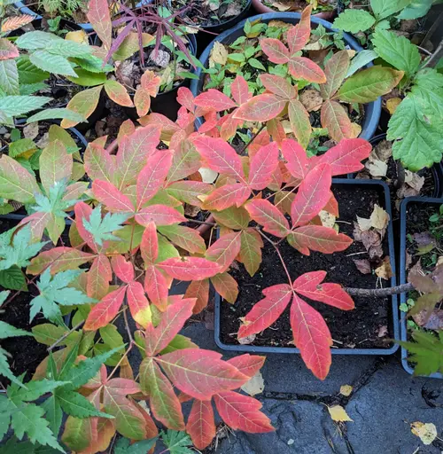 Young Three-flowered maple bonsai beginning to show red fall colors