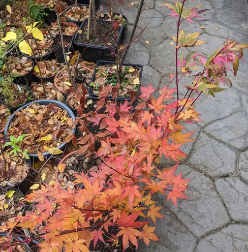 'Asahi zuru' japanese maple in fall colors