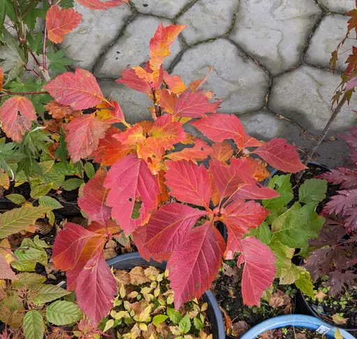 ovate leaves of Crataegus cholorosarca in brick red fall color