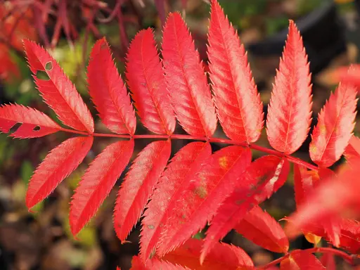 closeup of Dodong mountain ash leaf in bright red fall color