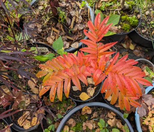 Dodong mountain ash in bright orange fall colors