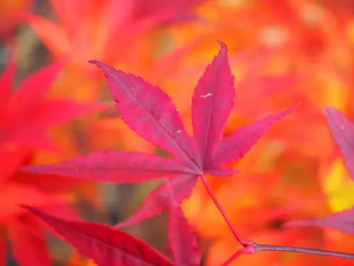 'Emperor I' japanese maple turning darker red for fall