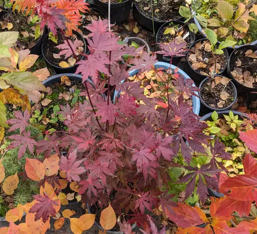 'Gloria' full moon japanese maple, turning darker red for fall