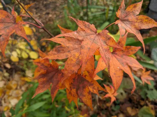 'Hogyoku' japanese maple in pumpkin orange fall color