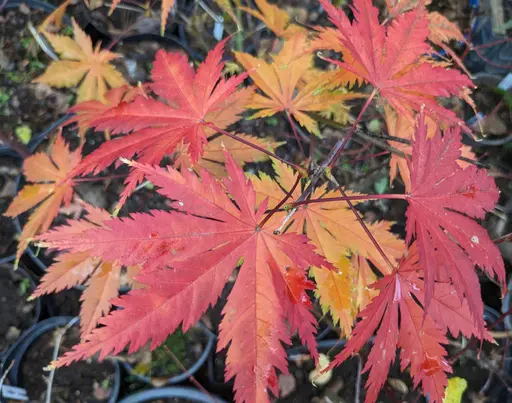 'Ki hachijo' japanese maple in yellow, orange and red fall colors